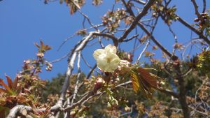 ギョイコウ　花弁